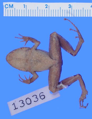 Media type: image; Herpetology A-13036